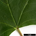 SpeciesSub: subsp. sinicum SpeciesSub: subsp. sinicum